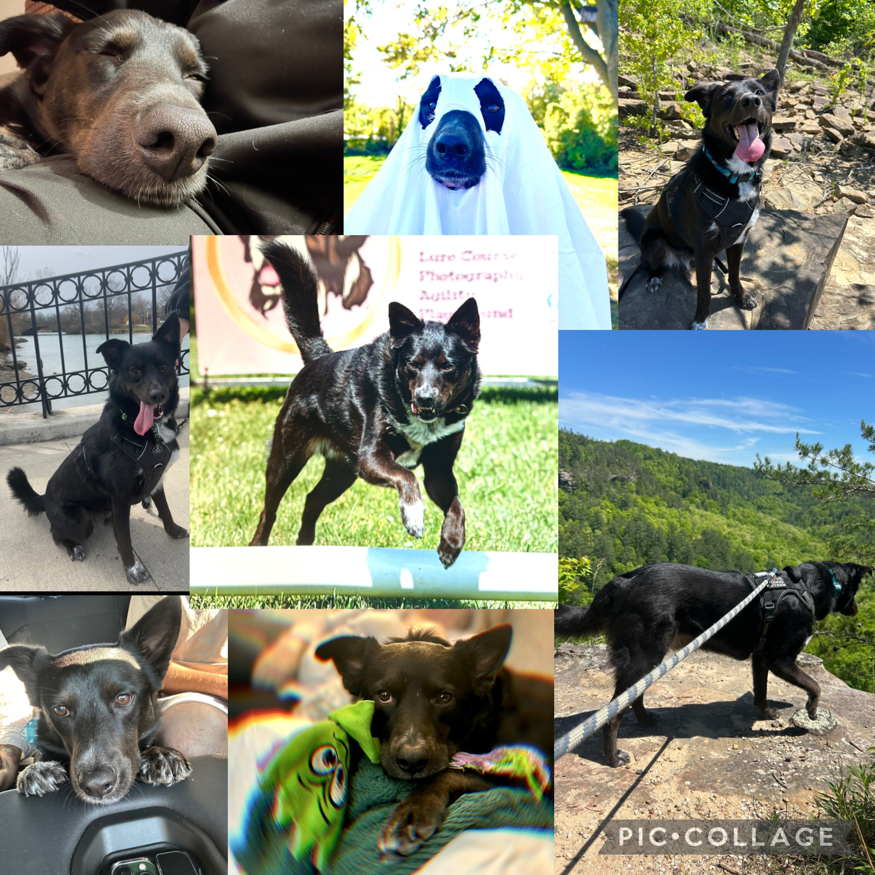 Pre-op, Surgical Procedures & Veterinary Dentistry (Feed Disabled) cover art