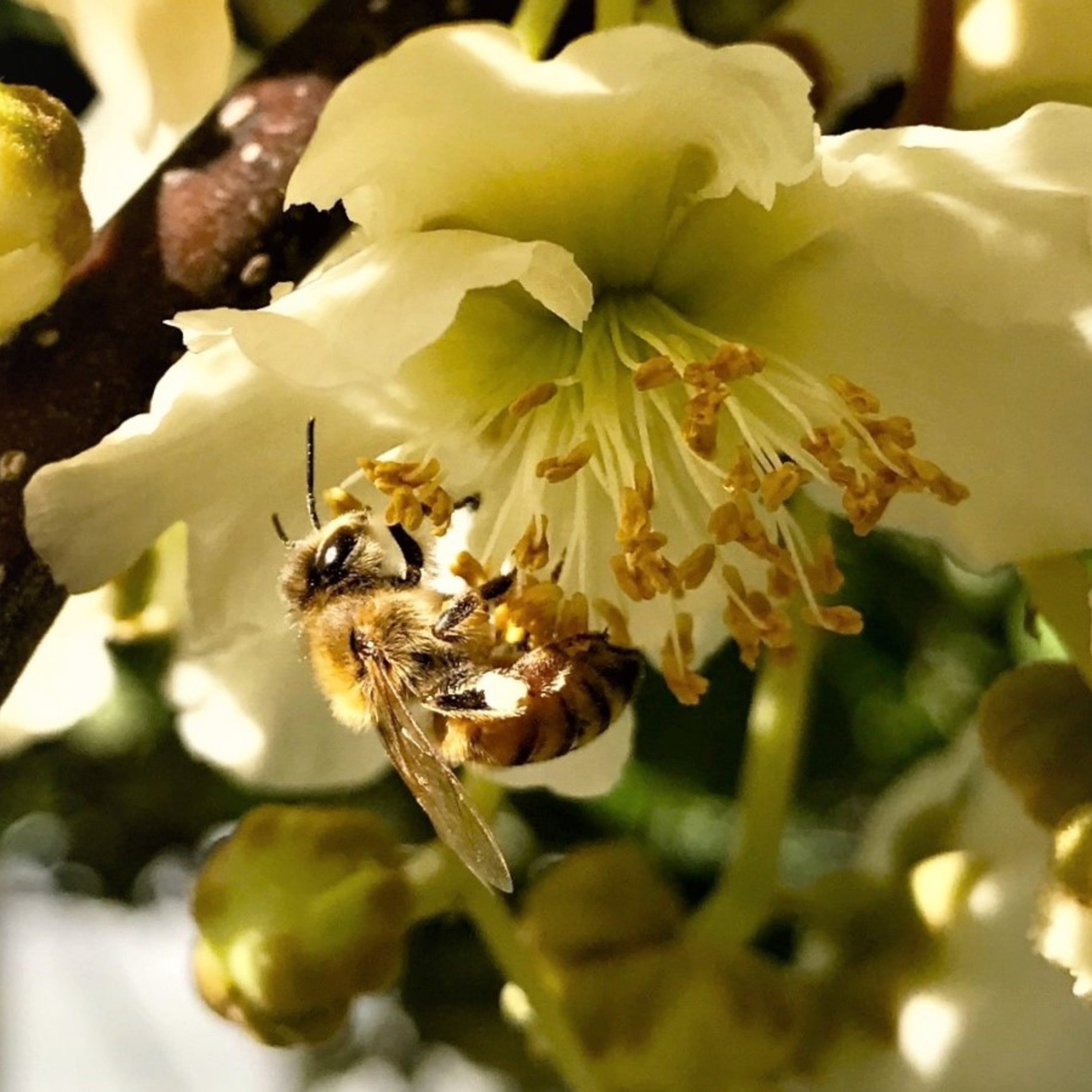 Room to Improve – Beekeepers Rally Against Challenging Conditions to Deliver for Kiwifruit Growers, but Failures Remain episode artwork