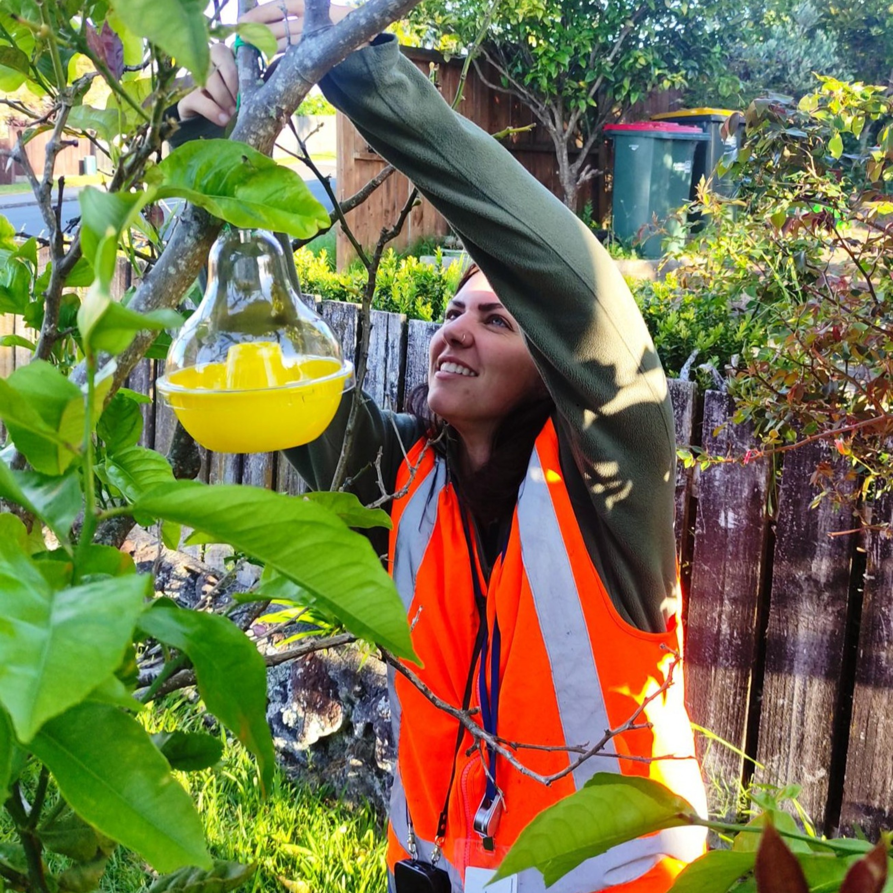 Put Out Your Traps – hornet surveillance takes on increased importance as temperatures rise episode artwork