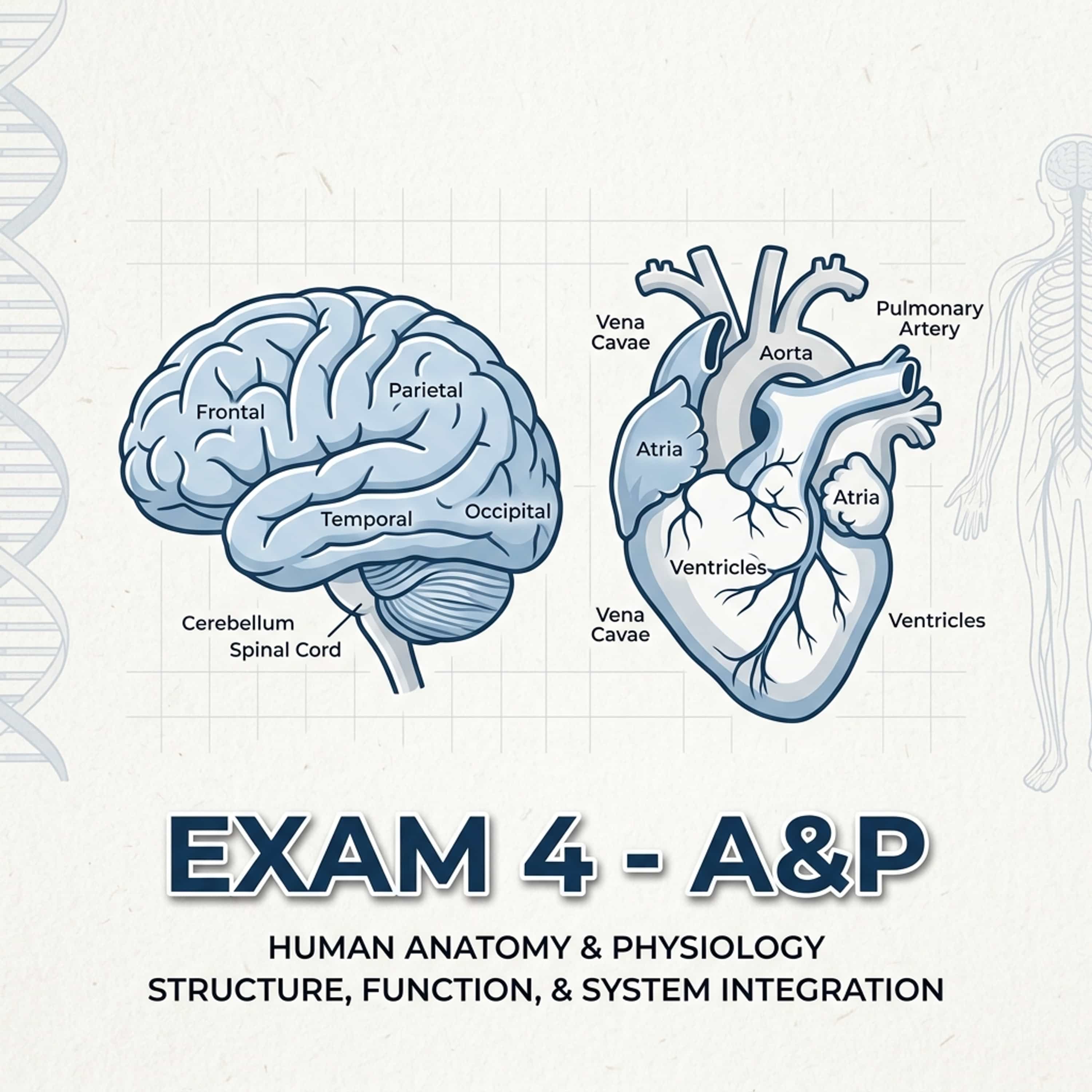 exam 4 - a&p