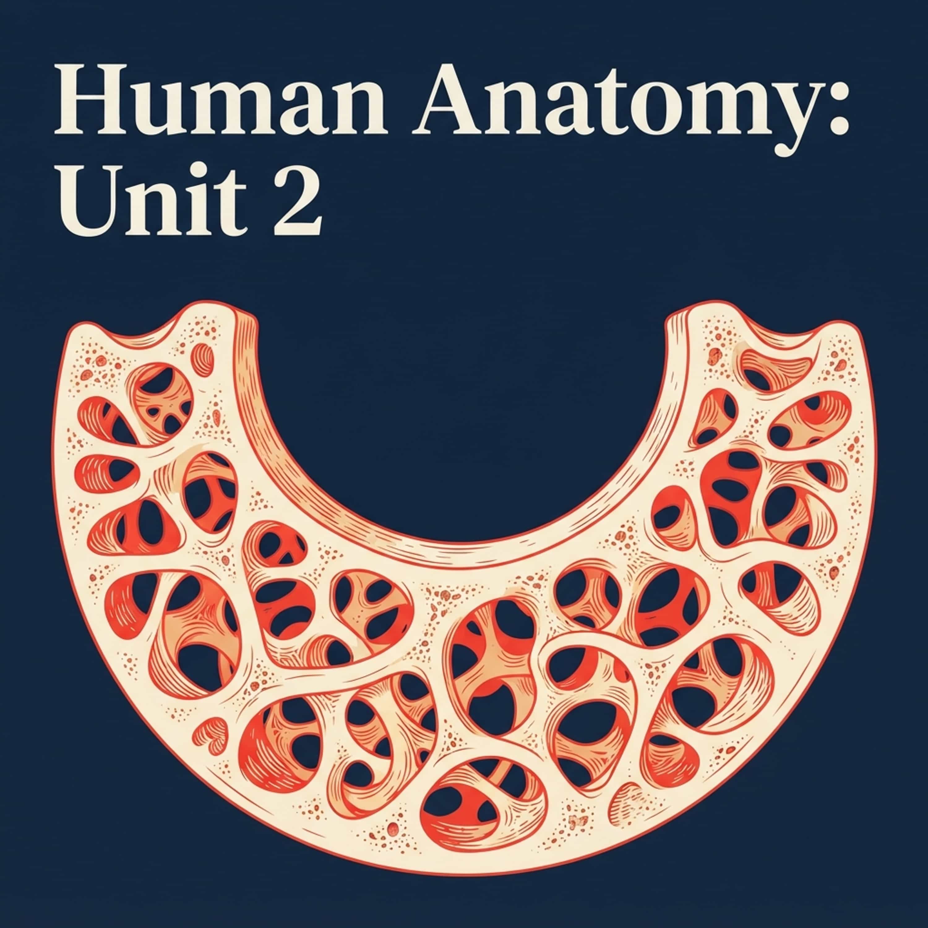 Human Anatomy: Unit 2 podcast artwork
