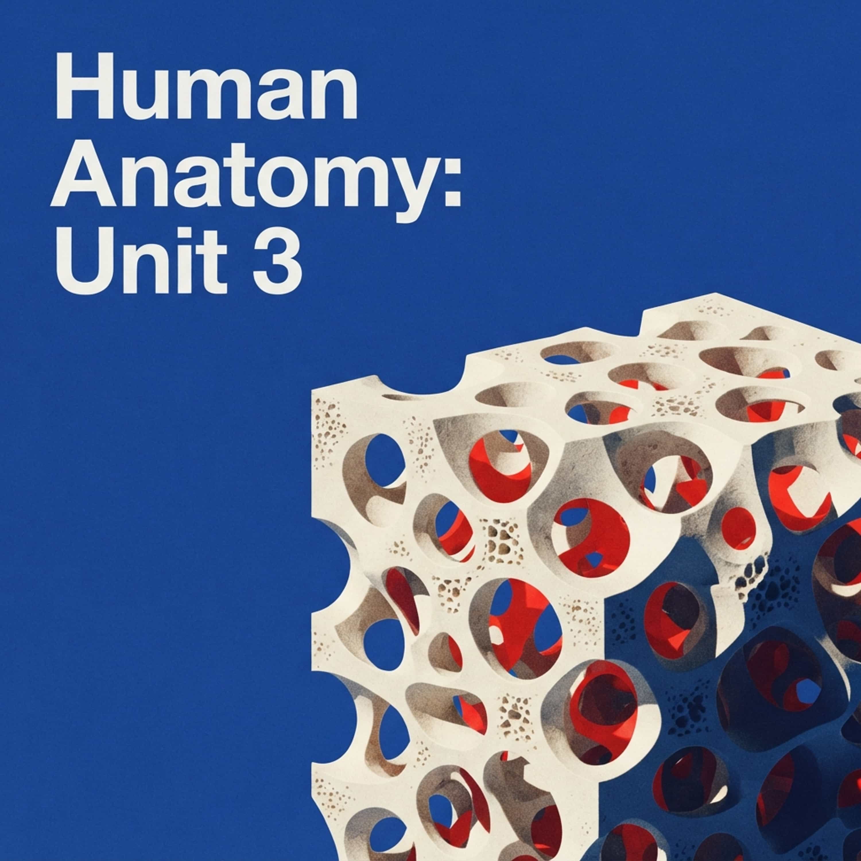 Human Anatomy: Unit 3 podcast artwork